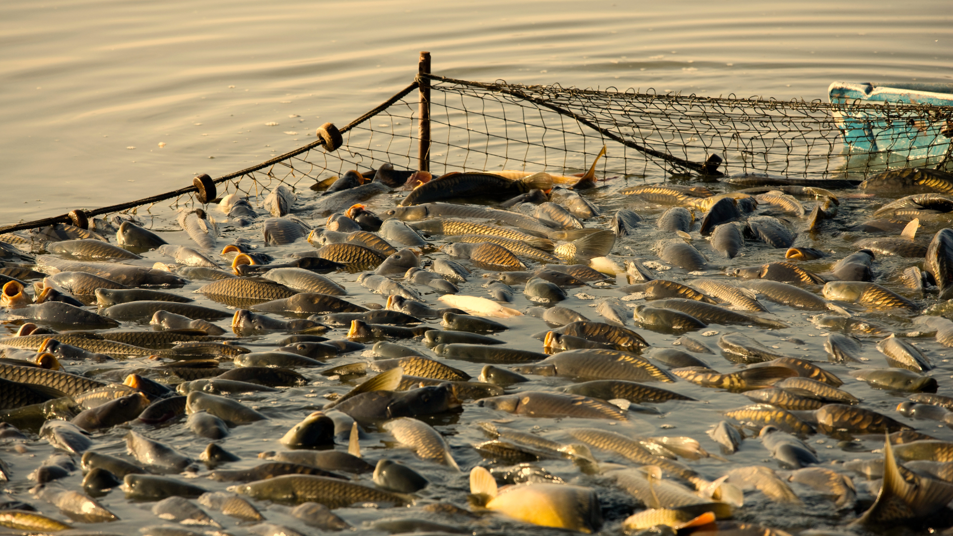 Fishing Net