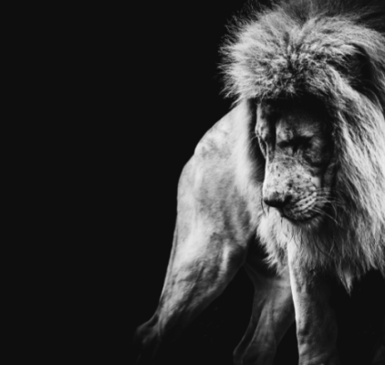 Black and White Lion_Call for Speakers